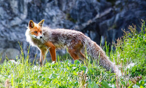 Fox Among the Wild Grass