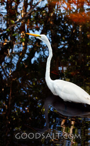 Egret in Still Waters