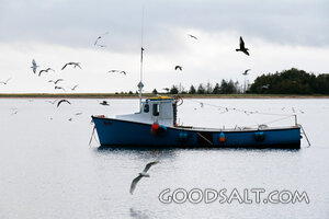 Fishing Boat with Gulls on Quiet Waters