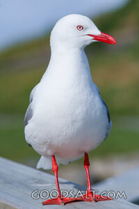 Gull of Providence