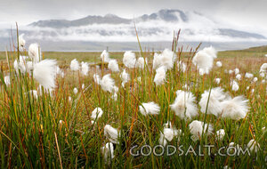 Cotton Grass in the Mountain Meadow