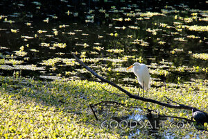 Egret in the Quiet Marsh