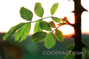Thorns and New Life at Sunset