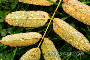 Morning Dew on Autumn Leaves