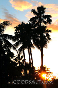 Palms at Golden Sunset