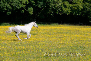 White Horse in the Meadow