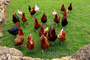 Rooster and Hens in the Farmyard