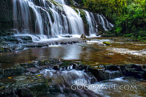 Living Waters in the Forest
