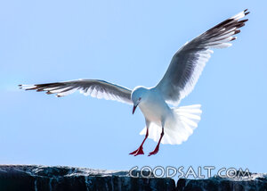 Seabird Over the Rocks of Creation