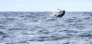 Great Whale Rising from the Deep