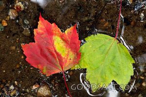 Leaves in Living Water