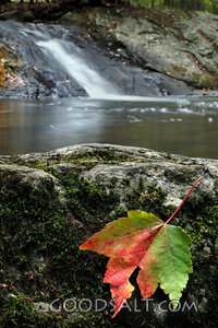 Leaf Beside Living Water