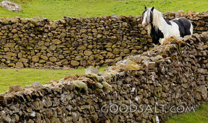 Horse Among the Stone Walls