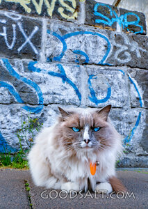 Blue-Eyed Cat by the Graffiti Wall