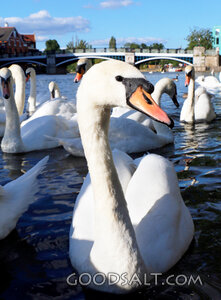 Swans on the River
