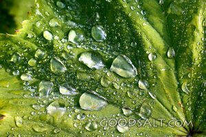 Dew on the Leaf