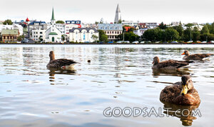 Waterfowl Before the Church Skyline