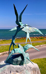 Seabirds Over the Coast