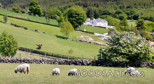 Sheep in Green Pastures
