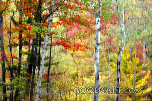 Autumn Woodland Praise
