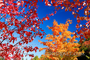 Autumn Canopy of Creation