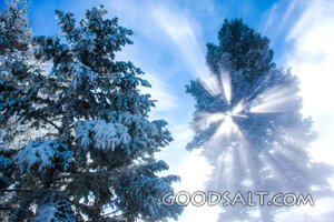 Sunlight Through the Winter Pines