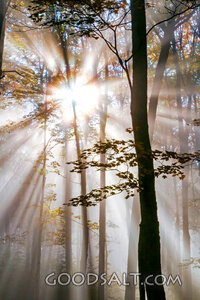 Sunbeams Through the Forest Canopy