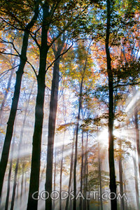 Sunlight Through the Forest