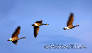 Canada Geese in Creation Flight
