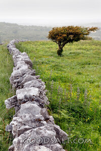 Lone Tree Beside the Stone Wall