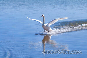 Swan Rising on Still Waters
