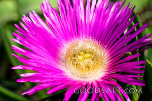 Radiant Garden Bloom