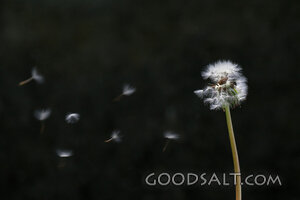 Seeds Carried by the Wind
