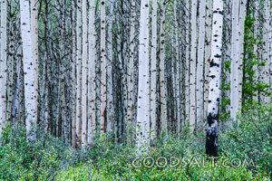 Aspen Grove Sanctuary