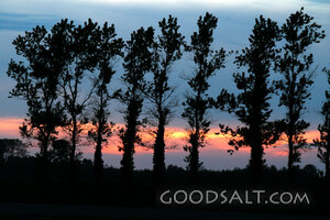 Evening Trees at Sunset
