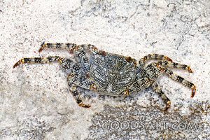 Crab on Coastal Stone