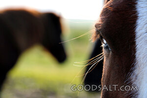 Horse in Pasture Close-Up
