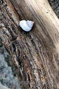 Seashell on Weathered Driftwood