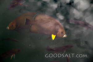 Fish Beneath the Waters