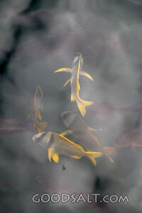 Fish of the Fifth Day