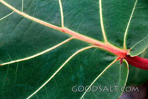 Veins of Creation