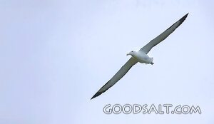 Albatross in the Open Heavens