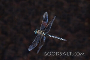 Dragonfly in the Creator’s Care