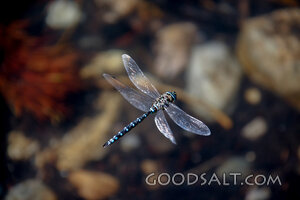 Dragonfly in the Creator’s Design