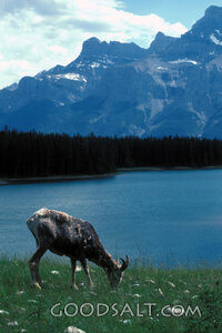 Wild Goat by the Mountain Lake