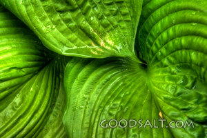 Large Leaves