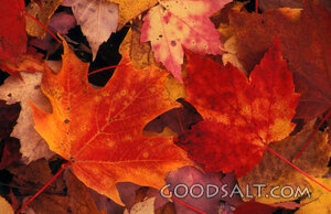 Autumn Maple Leaves