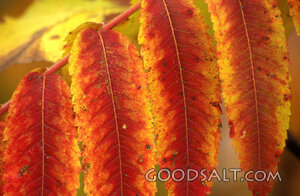 Autumn Leaves on the Branch