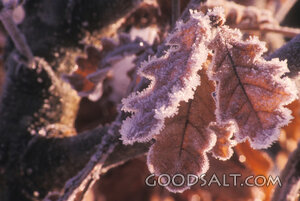 Frost on Autumn Oak Leaves