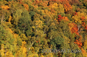 Autumn Forest Canopy